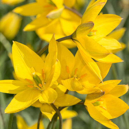 Organic Wild & Native Tulipa sylvestris