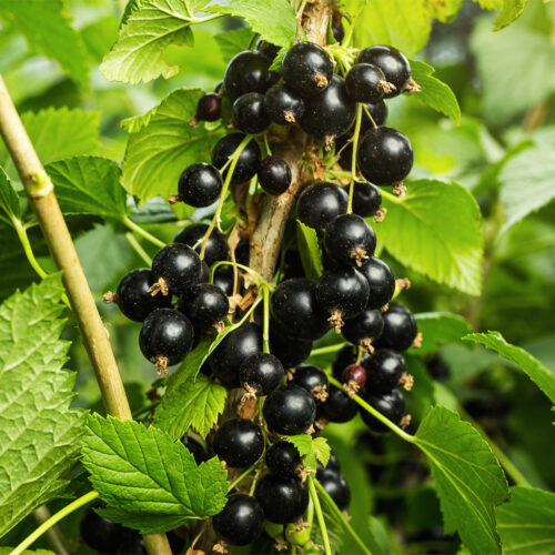 Blackcurrant 'Titania' (Organic) - Potsize 2 Litre