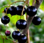 Organic Blackcurrant 'Titania'