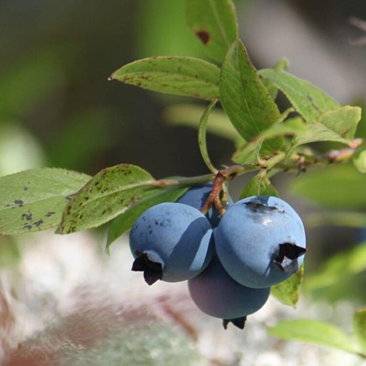 Organic Blueberry 'Bluecrop''