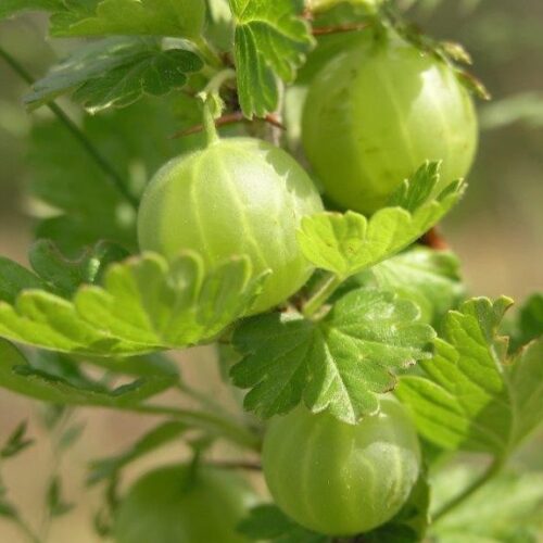 Organic Gooseberry 'Invicta'