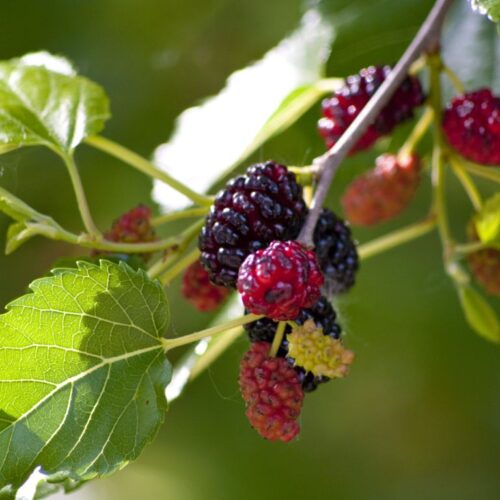 Organic Mulberry 'Mojo Berry'