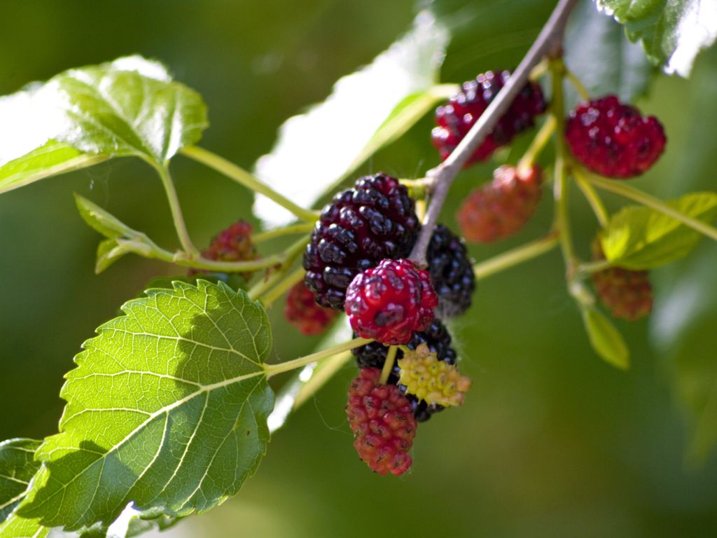 Organic Mulberry 'Mojo Berry'