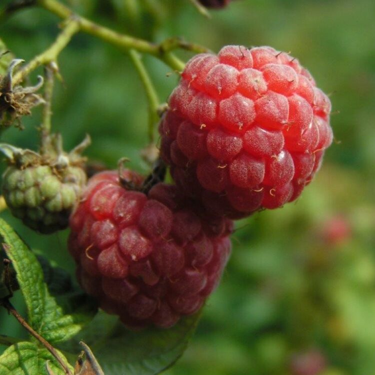 Organic Raspberry 'Autumn Bliss'