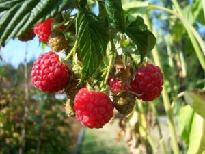 Organic Raspberry 'Autumn Happy'