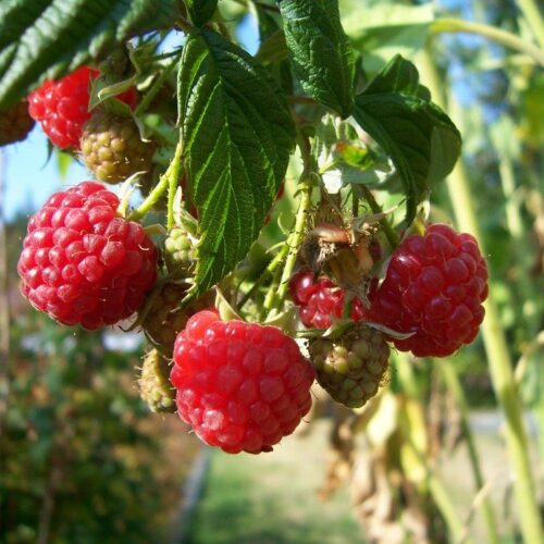 Organic Raspberry 'Autumn Happy'