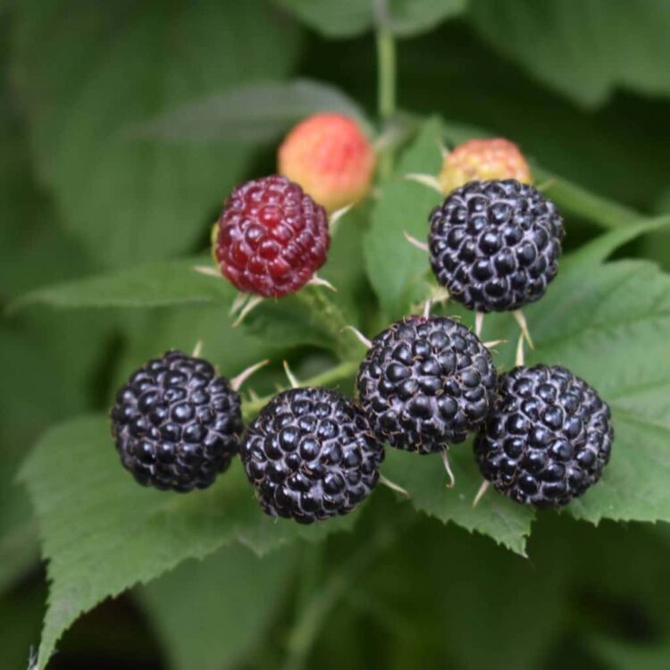 Organic Black Berry 'Black Satin'