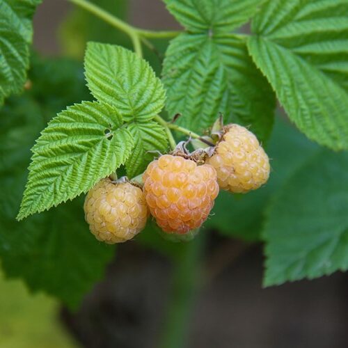 Organic Raspberry 'Golden Everest'