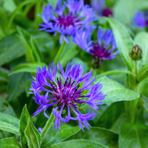 Centaurea ‘Montana’ (Organic)