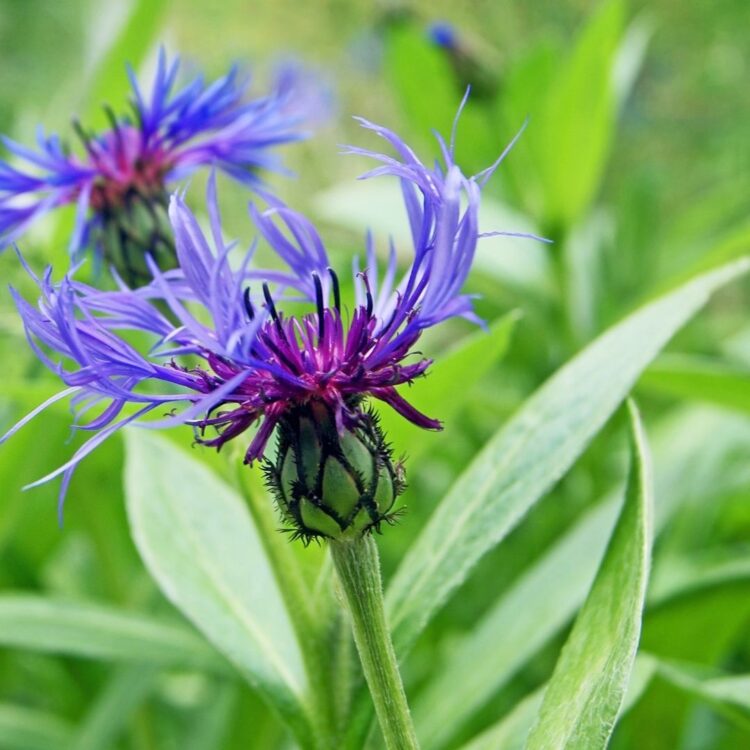 Organic Centaurea montana