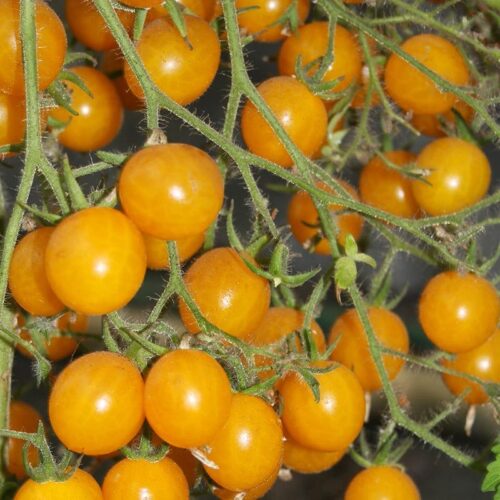 Organic Cherry Tomato Clementine Seeds