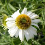 Organic Echinacea 'White Swan'