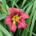 Organic Hemerocallis 'Purple Waters