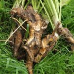 Organic Horseradish bare root