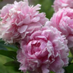 Organic Paeony 'Sarah Bernhardt'