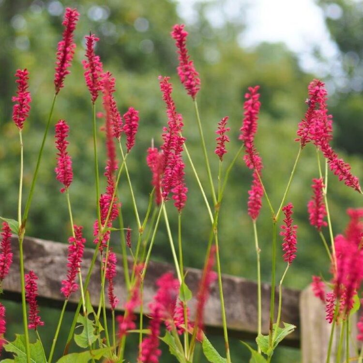 Organic Persicaria amplex 'Taurus' 2