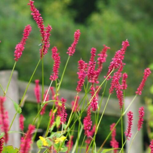 Organic Persicaria amplex 'Taurus'