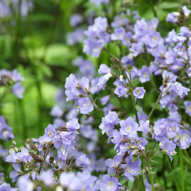 Organic Polemonium caeruleum