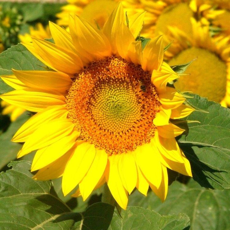 Organic Sunflower Giant Yellow seeds