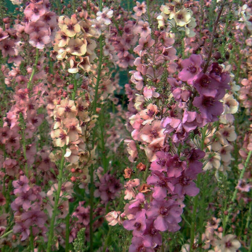 Organic Verbascum phoeniceum mix