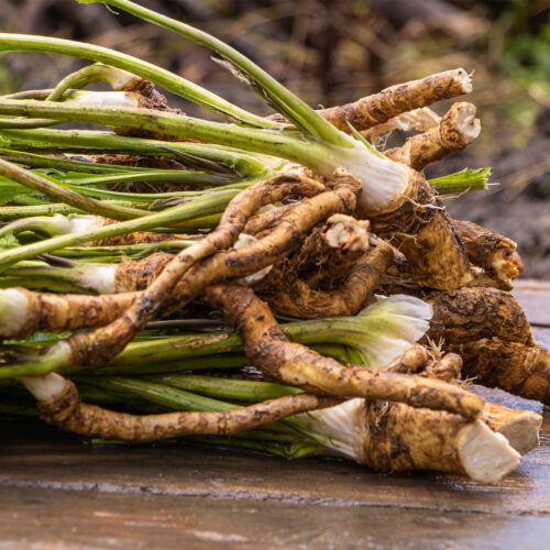 Organic Horseradish - Armoracia Rusticana Root