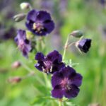 Geranium phaeum 'Raven'