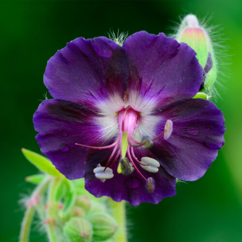 Geranium phaeum Raven