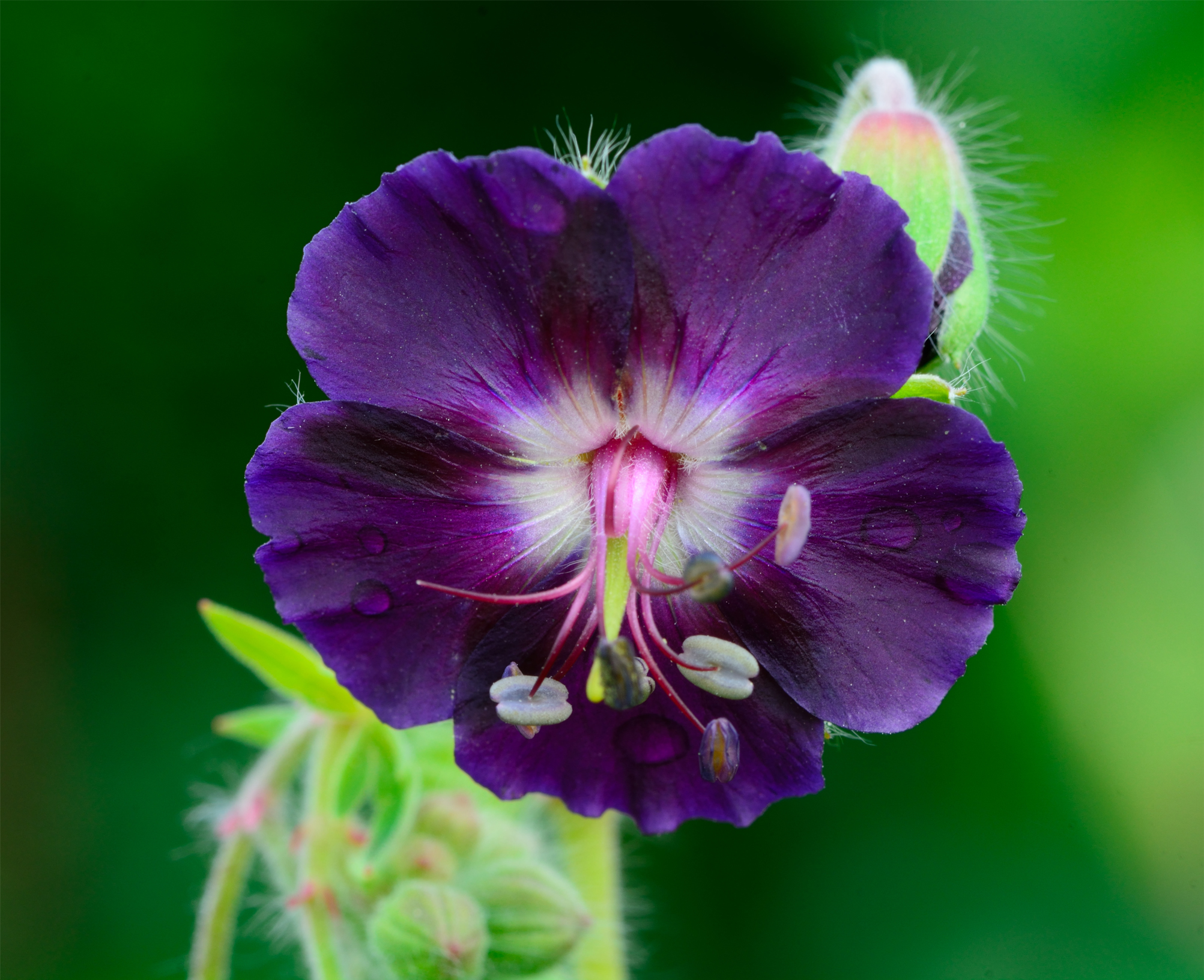 Geranium phaeum Raven