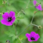 Geranium phaeum 'Red Admiral'