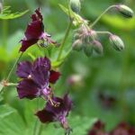 Geranium phaeum 'Samobor'