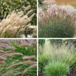 Organic Ornamental Grasses Collection