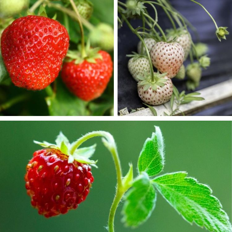 Organic Strawberry Root Collection (2)