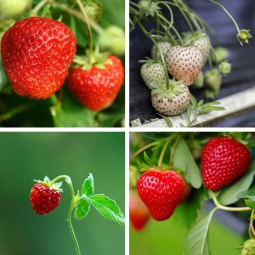 Organic Strawberry Root Collection