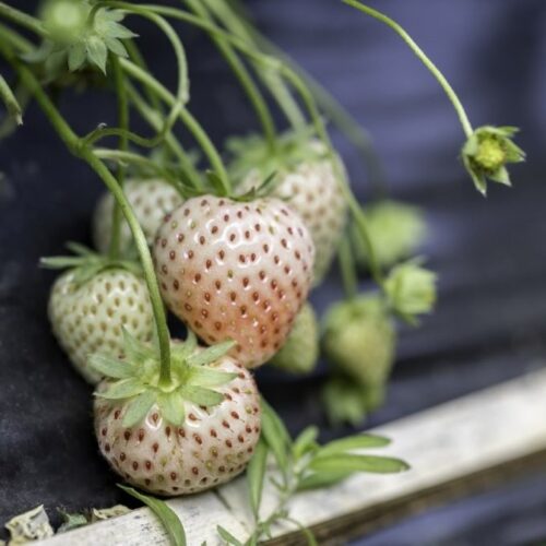 Organic Strawberry 'White Pineberry'