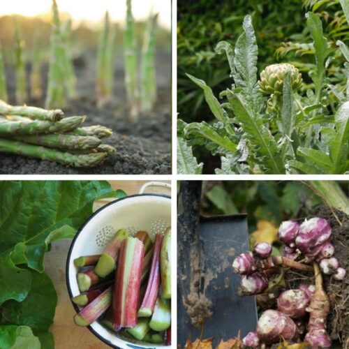 Organic Perennial Veg Collection - Bare Roots