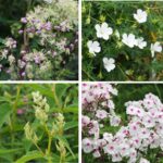 White Shades Perennial Collection