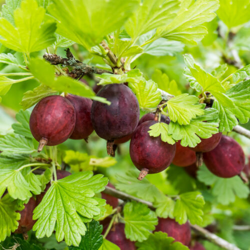 Gooseberry 'Hinnonmäki Röd' (Organic) - Potsize 2 Litre