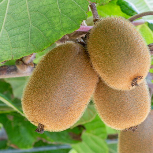 Kiwi Actinidia deliciosa 'Jenny' (Organic) - Potsize 2 Litre (20cm. H)