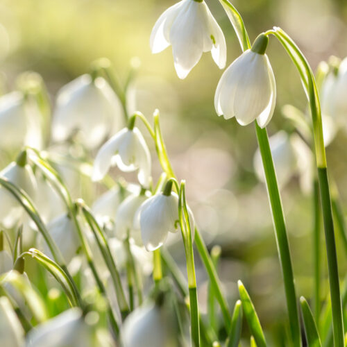 Organic Snow Drops, Galanthus elwesii 'Polar Bear'