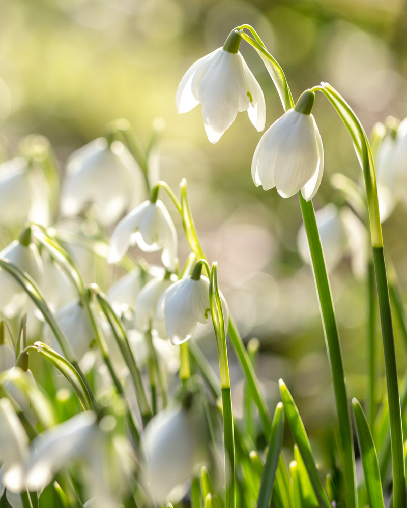 Organic Snow Drops, Galanthus elwesii 'Polar Bear'