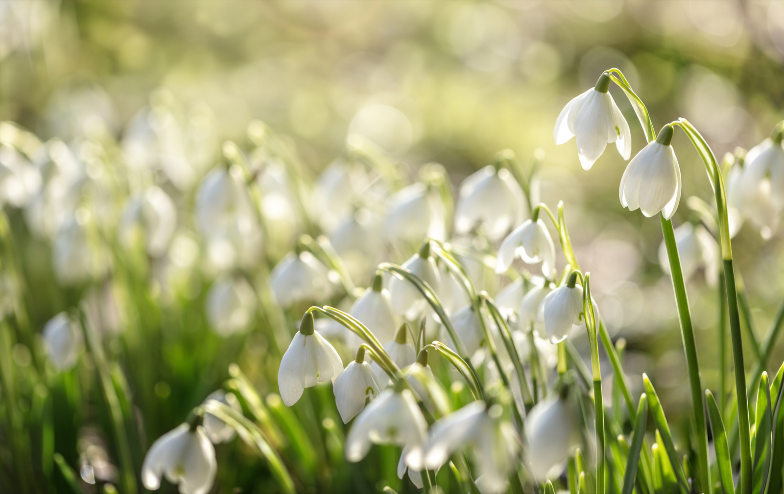 Organic Snow Drops, Galanthus elwesii 'Polar Bear' - Image 2