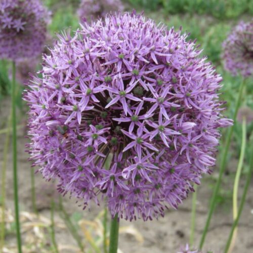 Organic Allium 'Gladiator'
