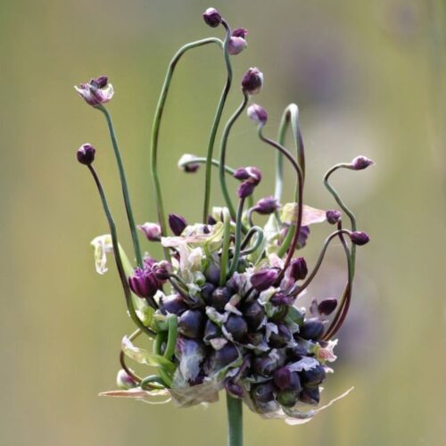 Organic Allium scorodoprasum 'Art'