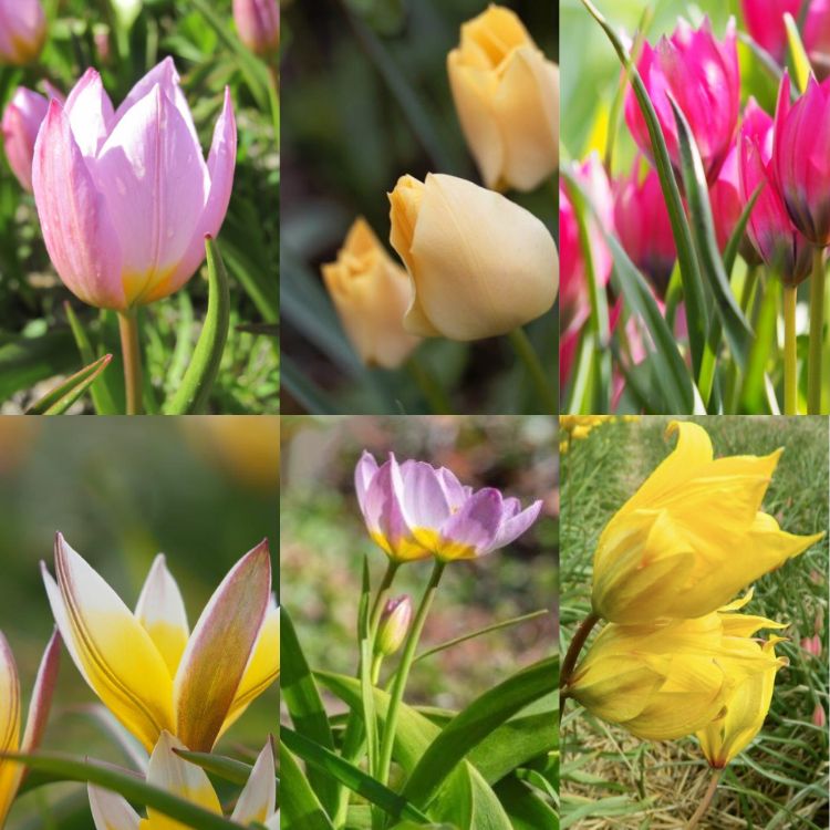 Organic Botanical Tulip Collection