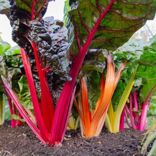Organic Chard 'Fireworks' seeds