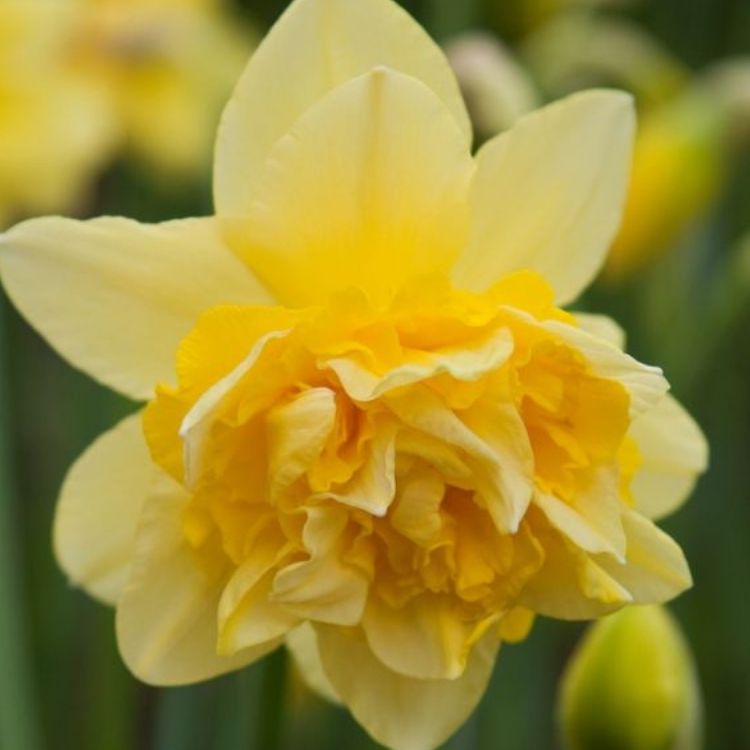 Organic Narcissus 'Dick Wilden'