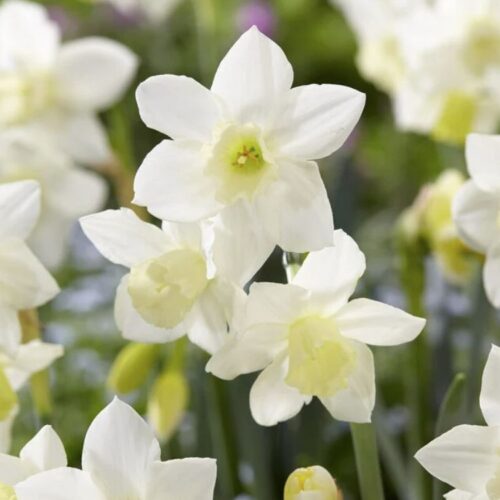 Organic Narcissus 'Pueblo'