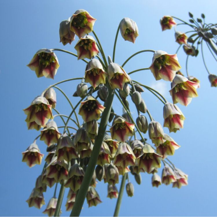Organic Nectaroscordum siculum