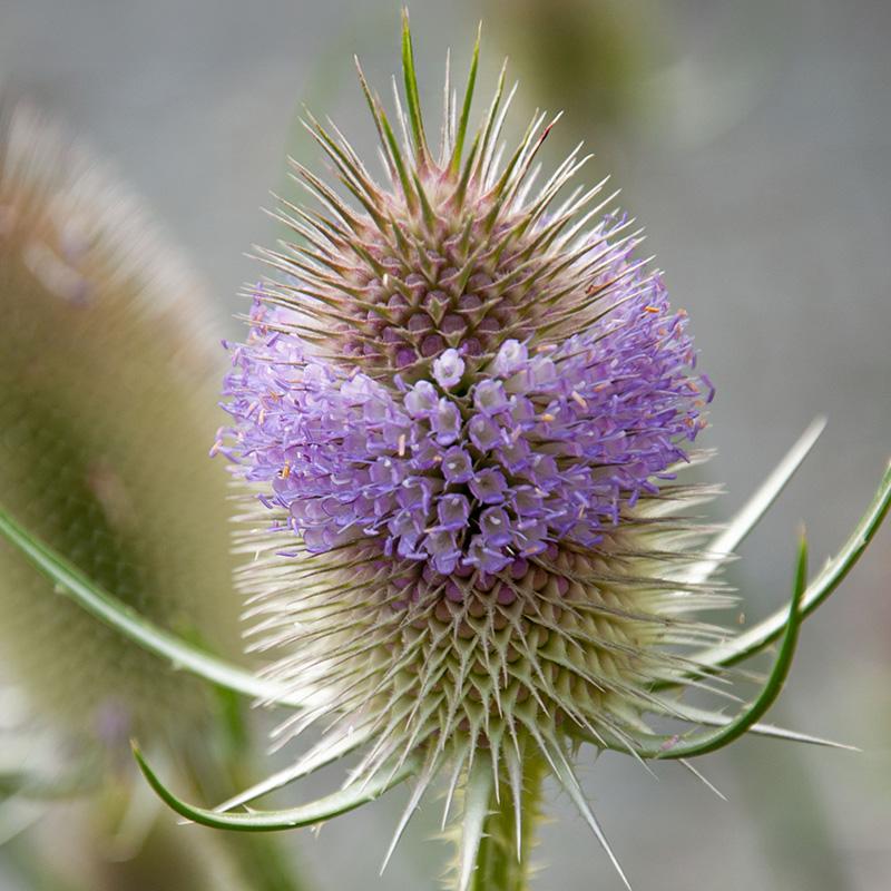 Organic Teasel seeds