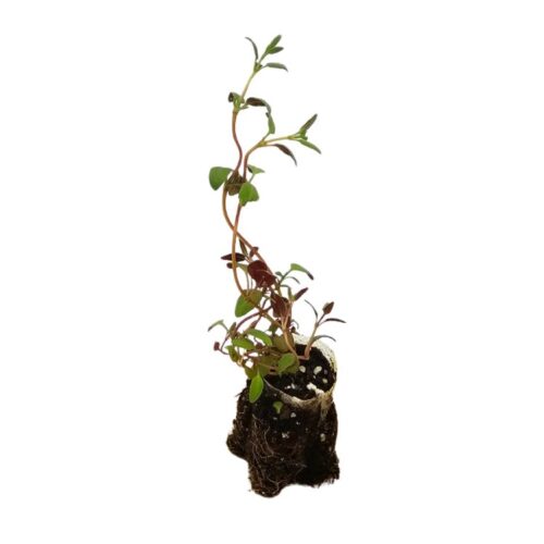 Organic Thyme plugplant